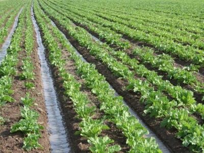 ۱۳.۵ میلیون هکتار از اراضی کشور رفع تداخل شد