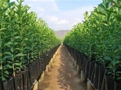 ۳۰ میلیون اصله نهال شناسه‌دار میوه تولید شد