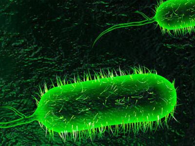 آخرین وضعیت بیماری وبا در ایران، منطقه و جهان اعلام شد