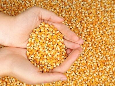 آغاز ثبت‌سفارش ذرت دامی و جو از امروز