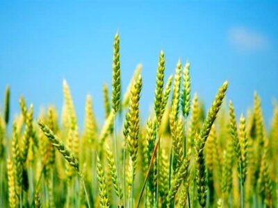 افزایش ۲ تا ۵ هزار تومانی قیمت گندم بر اساس کیفیت