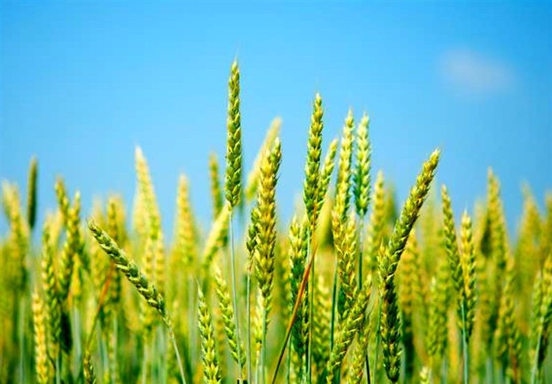 افزایش ۲ تا ۵ هزار تومانی قیمت گندم بر اساس کیفیت