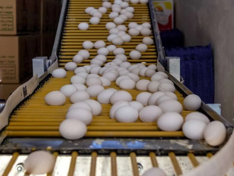 تخممرغ بالاخره ارزان شد/ کاهش قیمت پس از هفتههای پرتنش