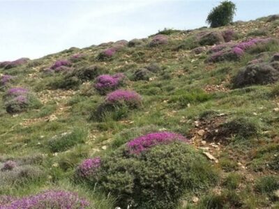 تشدید نظارت بر مراتع با افزایش قیمت خوراک دام