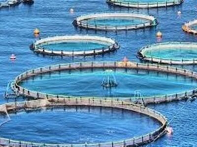 تولید ۶ هزار تن ماهی قزلآلا و سیباس در قفس تا پایان سال