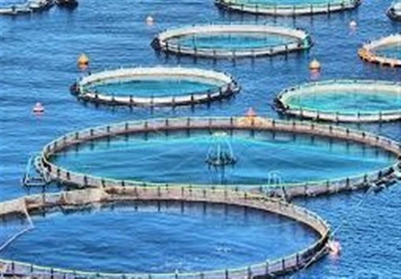 تولید ۶ هزار تن ماهی قزل‌آلا و سی‌باس در قفس تا پایان سال