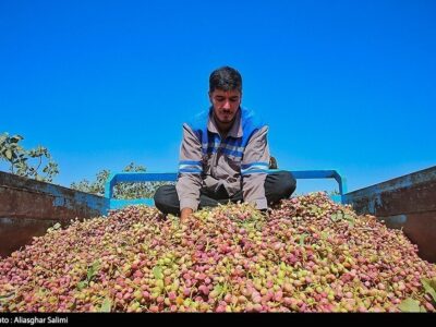 رشد ۸۰ درصدی صادرات پسته ایران