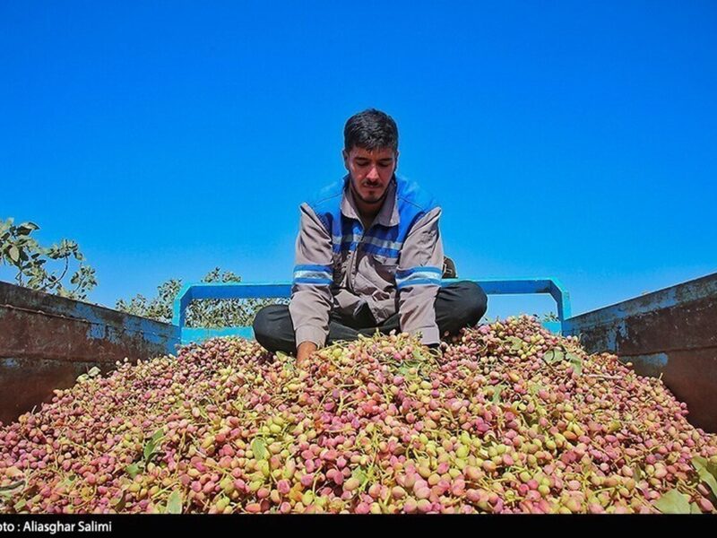 رشد ۸۰ درصدی صادرات پسته ایران