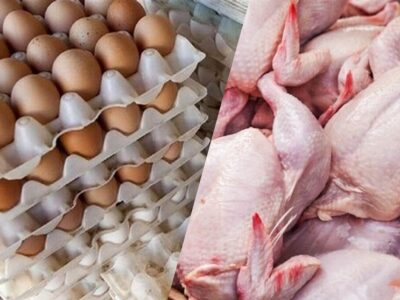 مصرف مرغ ۲۰ درصد کم شد