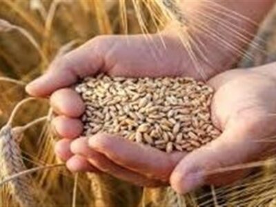 نرخ خرید تضمینی گندم بیشتر از ۴۲هزار تومان است