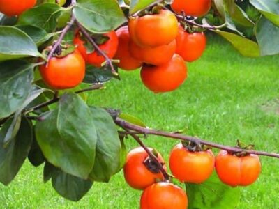 هسته‌ای در کشاورزی ــ ۸۱ |اثر فناوری هسته‌ای در نگهداری «خرمالو»