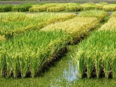 هستهای در کشاورزی ــ ۸۳| کنترل کرم ساقهخوار برنج