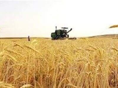 ورود آفت سن گندم به مزارع جنوب کشور