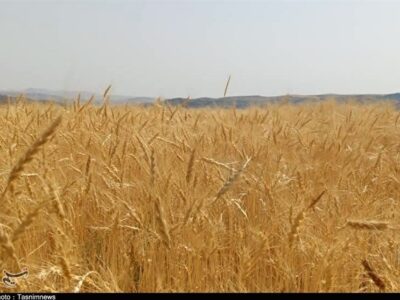 پیشنهاد گندم ۵۲ هزار تومانی به دولت