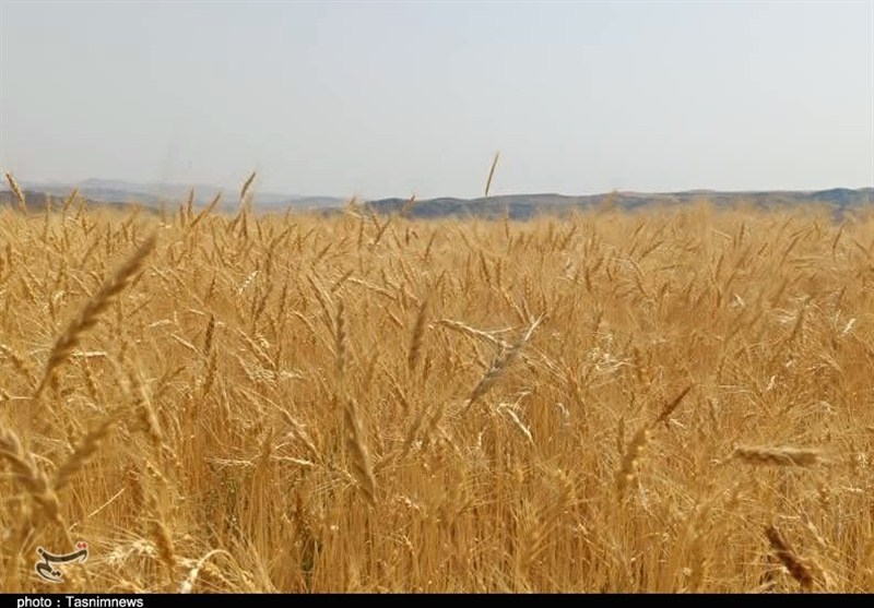 پیشنهاد گندم ۵۲ هزار تومانی به دولت