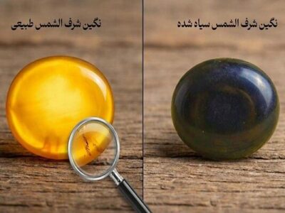 چرا شرف الشمس سیاه می شود؟ ۵ علت تغییر رنگ شرف الشمس زرد