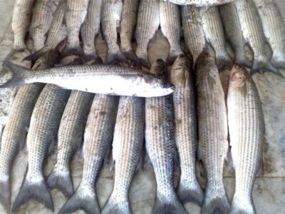 کفال با سهم ۷۰ درصدی، گونه غالب صید در خزر شد