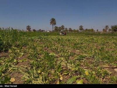 گندم، دانه روغنی و نهاده دام جایگزین سبزی و صیفی شود