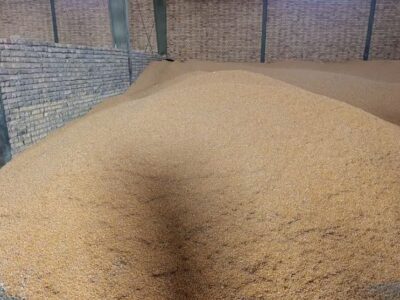 تأمین فوری ۱۸۰ هزار تن ذرت و جو برای دامداران