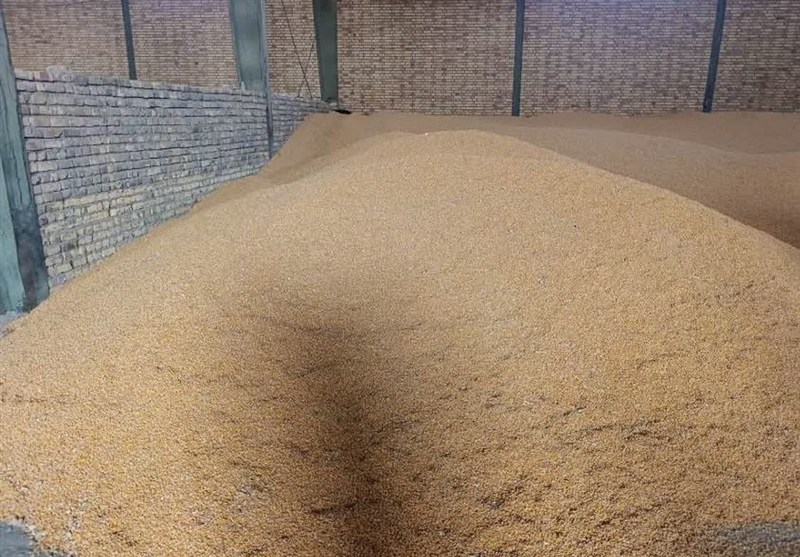 تأمین فوری ۱۸۰ هزار تن ذرت و جو برای دامداران