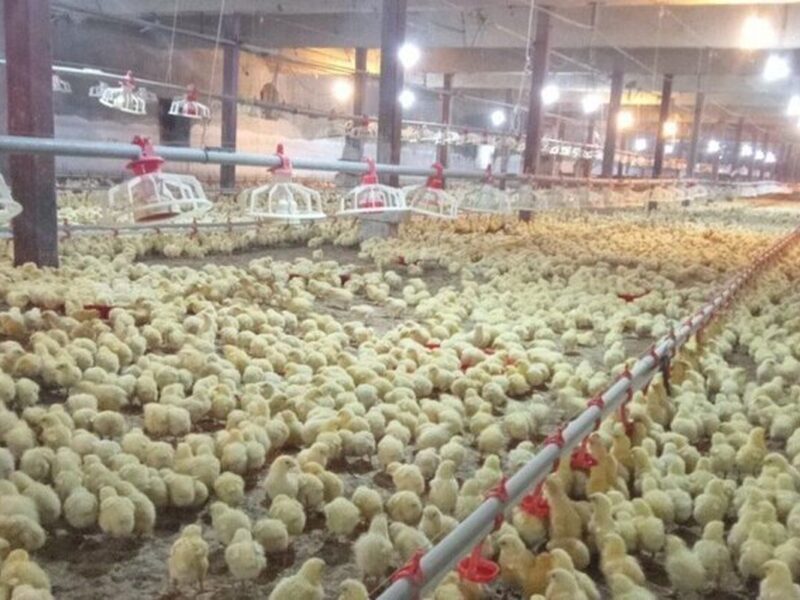 تغییر در فهرست معافیت‌ها/ ممنوعیت صادرات جوجه یک‌روزه اعلام شد